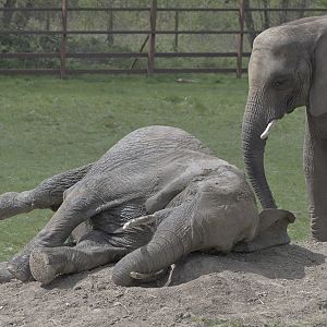 Massa has a lie-down