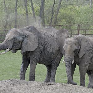 Massa has a dust bath