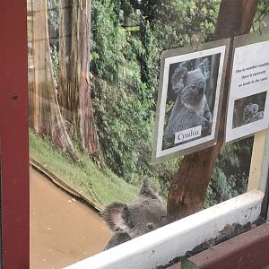 Cynthia the Koala