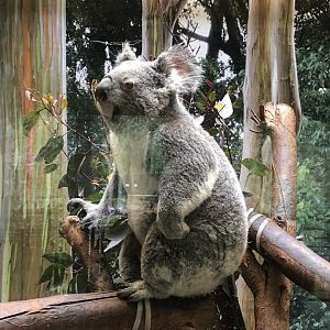 Cynthia the Koala