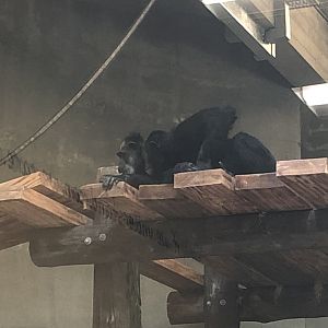 Maggie and Gombus (Qadeer)