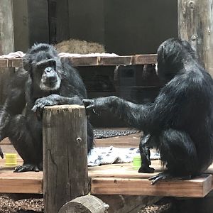 Cobby and Gombus (Qadeer)