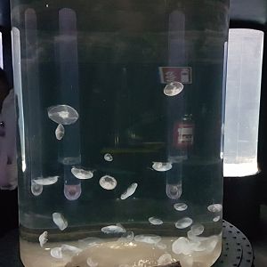 Jellyfish-aquarium