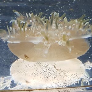 Upside-down jellyfish