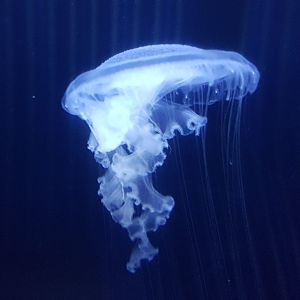 Jellyfish