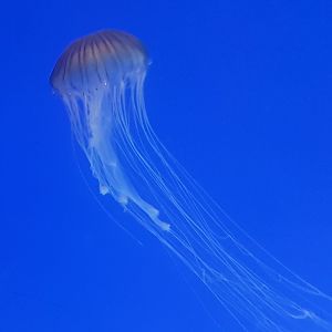 Jellyfish