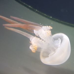 Jellyfish