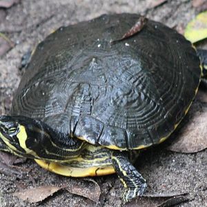 Yellow-bellied slider