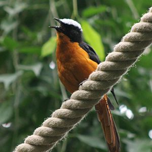 White-crowned robin-chat