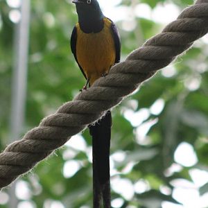 Golden-breasted glossy starling