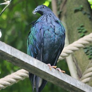 Nicobar pigeon