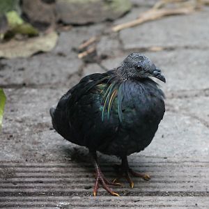 Young Nicobar pigeon