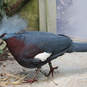 Red-breasted crowned pigeon