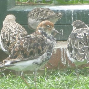 Ruff, Cottage Aviary, May 2019