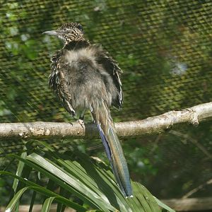 Greater Roadrunner, May 2019