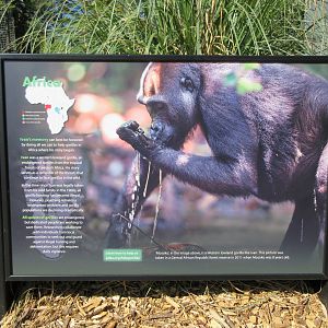 Ivan the Gorilla - Sign