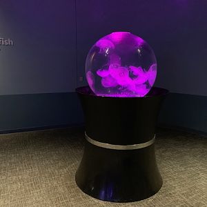 Pacific Seas Aquarium (New in 2018)