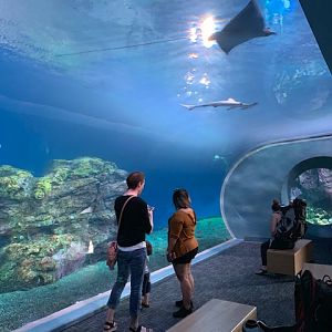 Pacific Seas Aquarium (New in 2018)