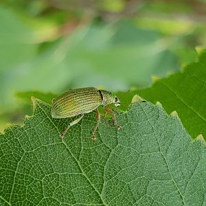 Emerald broad-nosed weevil - Polydrusus formosus