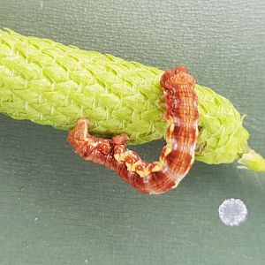 Caterpillar Mottled umber - Erannis defoliania