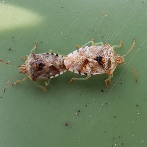 Mating Parent bugs - Elasmucha grisea