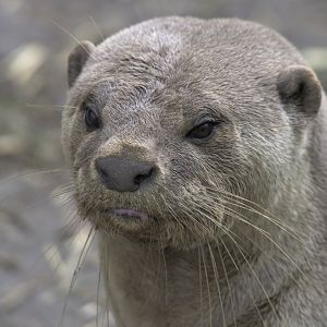 Adult smooth otter