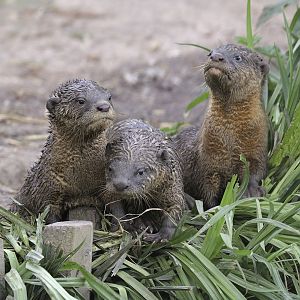 Smooth otter kits