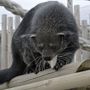Binturong