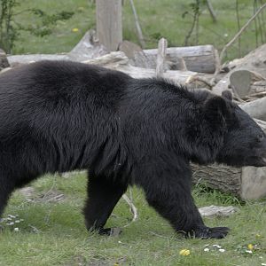 Himalayan black bear