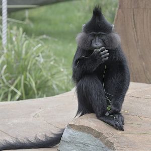 Black crested mangabey