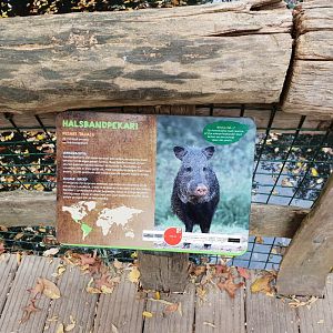 Sign Collared peccary