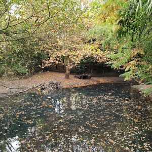 Enclosure Collared peccary