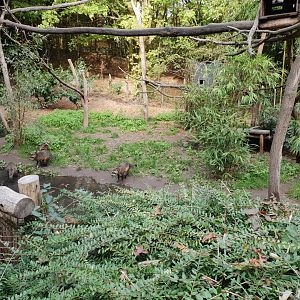 Enclosure Bush dog - Crab-eating raccoon