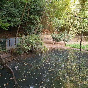 Another part Bush dog - Crab-eating raccoon enclosure