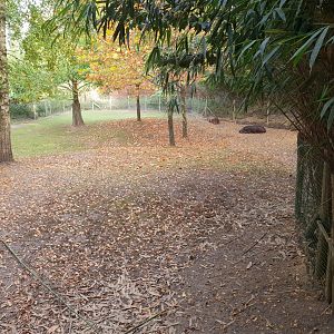 Lowland tapir enclosure
