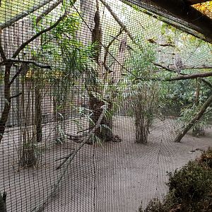 Aviary Crested seriema