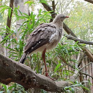 Crested seriema