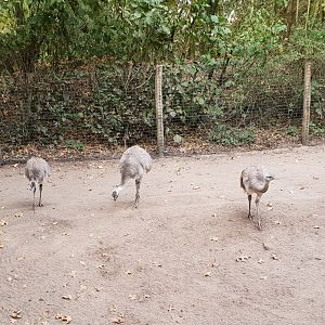 Greater rheas