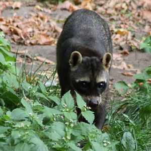 Crab-eating raccoon