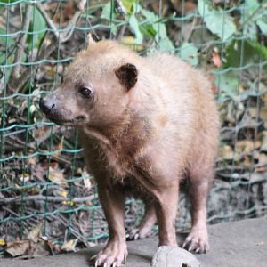 Bush dog