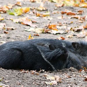 Collared peccaries