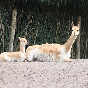 Vicunja with young