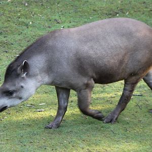 Lowland tapir
