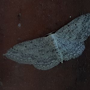 Small dusty wave - Idaea seriata