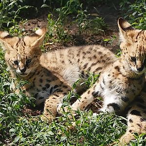 Paul & Lynsey's Zoo Tour #86 Dierenpark Zie-ZOO - YouTube