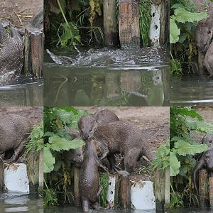 Smooth otter kit rescue
