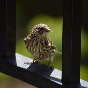 Songbird ID (Seattle, Washington)