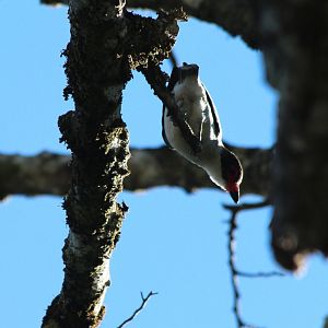 Masked Tityra - Mar 2019