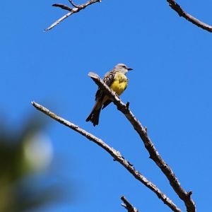 Tropical Kingbird - Mar 2019
