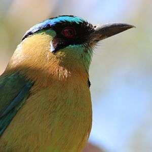 Blue-crowned Motmot - Mar 2019